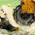 Tree Stump Grinding